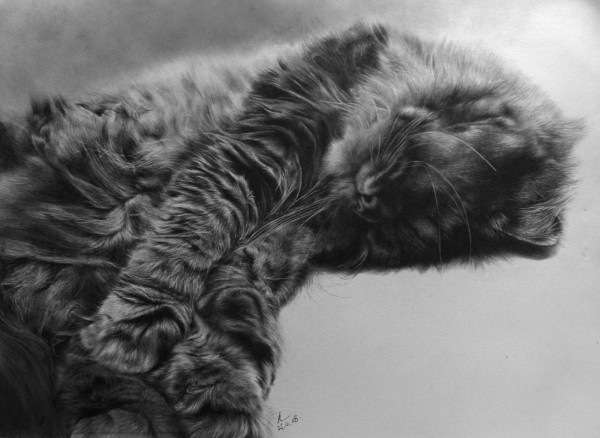 Рисунок в карандаше или кошки на ватмане