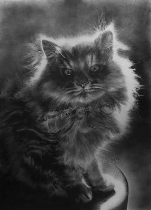 Рисунок в карандаше или кошки на ватмане