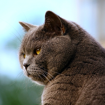 Эти забавные животные