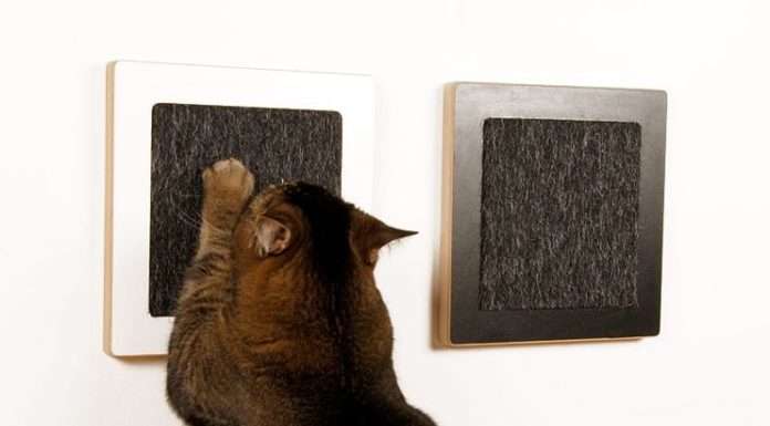 Домашні тварини і людське житло: вічна боротьба етики з естетикою