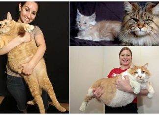 Найтовстіший кіт у світі.