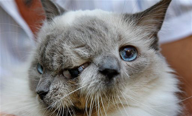 Дволикий кіт Янус.