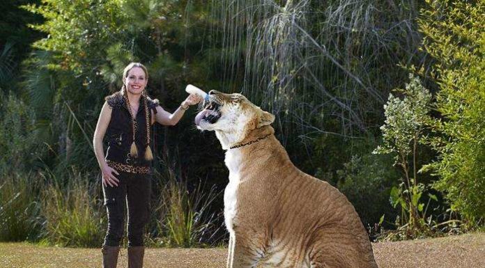 Рекордів гінесса 2014.