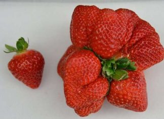 В Японії виростили гігантську полуницю.