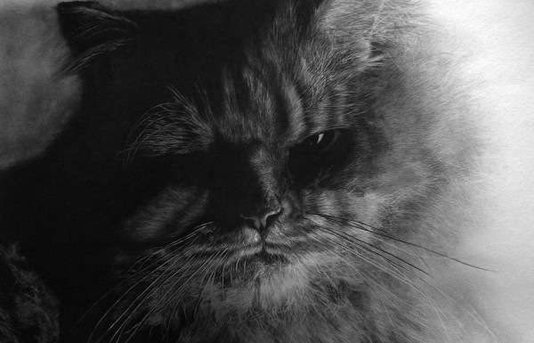 Малюнок в олівці або кішки на ватмані.