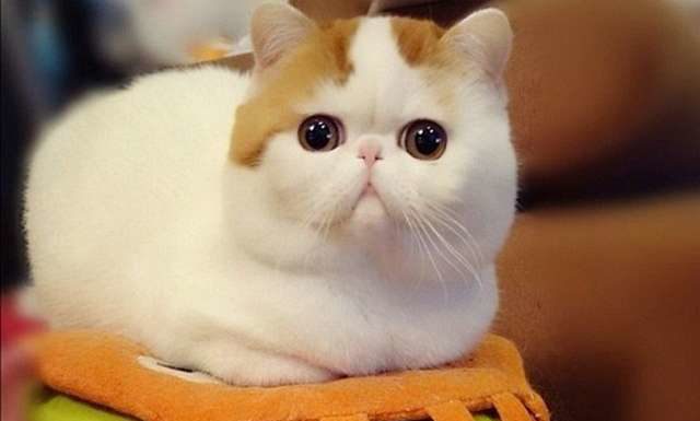 Окатий кіт Снупі.