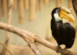 10 посилань для спостереження за тваринами через веб-камеру.