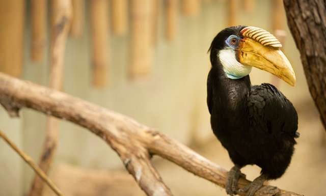 10 посилань для спостереження за тваринами через веб-камеру.