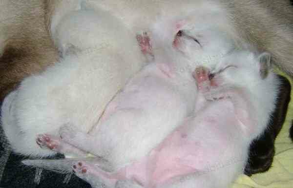 Кошеня з’явився в будинку. Питання про кошенят