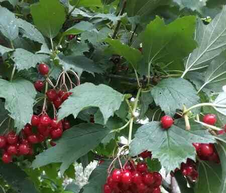 Калина червона.