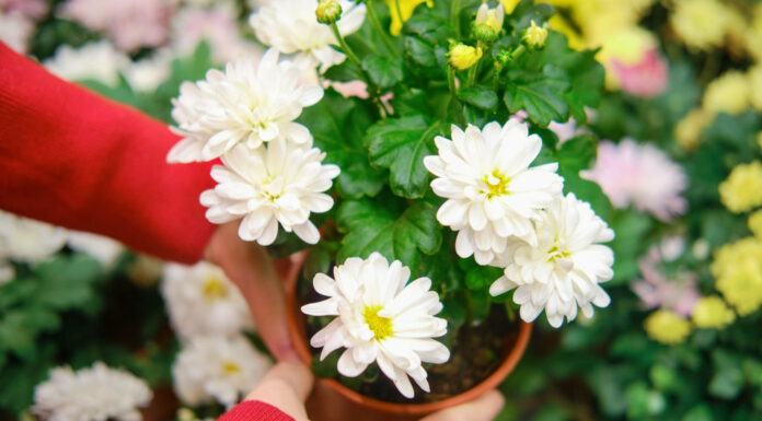 Корисні поради по вирощуванню домашніх хризантем в горщику