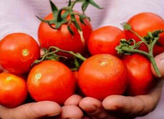 Помідори при вагітності-переваги та ризики в 1, 2, 3 триместрах