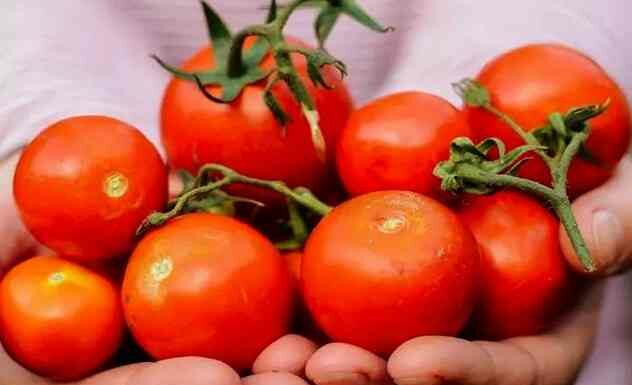 Помідори при вагітності-переваги та ризики в 1, 2, 3 триместрах