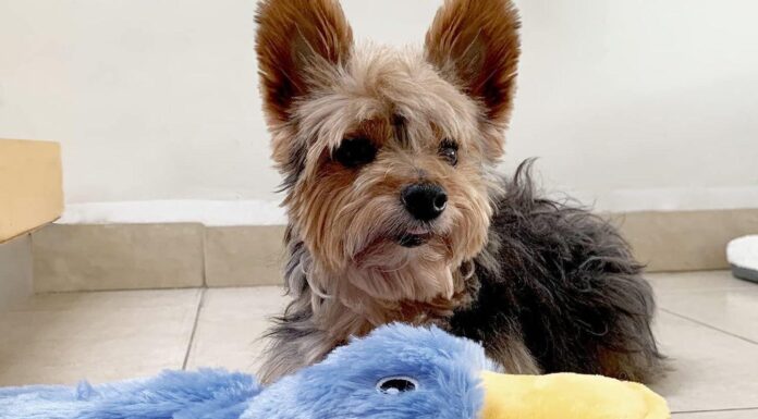 Шарудить Загадка: чому ця проста Качина іграшка підкорила серця (і ікла) 25 000 власників Собак