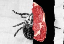 L’allergie à la viande que vous n’avez pas vue venir
