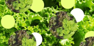 Il problema dell’insalata